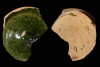 Fragment einer Tellerkachel mit glattem Innenfeld, grün glasiert, 2. Hälfte 14. Jh., H. 14,5 cm, Br. 13,5 cm, Speyer, Historisches Museum der Pfalz, urspr. Speyer, Lindenstraße