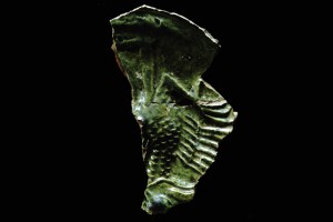 Fragment einer Tellerkachel mit einem Adler, grün glasiert, zweite Hälfte 14. Jh., H. 13,0 cm, Waldkirch, Eltztäler Heimatmuseum, urspr. Schwarzenburg