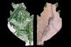 Fragmente eines Wärmefachs mit krabbenbesetztem Maßwerk mit dreipassbesetzter Kreuzblume von der Burg Mole bei Heimbuchenthal, Dieburg, um 1400, Heimbuchenthal, Gemeinde, Fd.-Nr. 149, H. 17,0 cm, Br. 9,6 cm